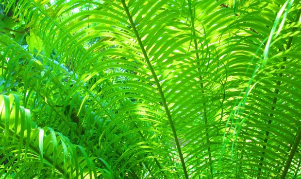 HD Backgrounds Fern.