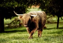 HD Buffalo Wallpaper.