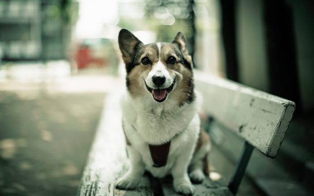 HD Corgi Wallpaper.