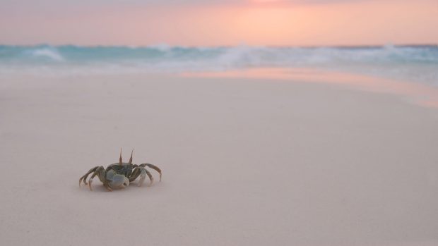 HD Crab Wallpaper.