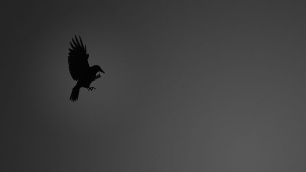 HD Crows Background.