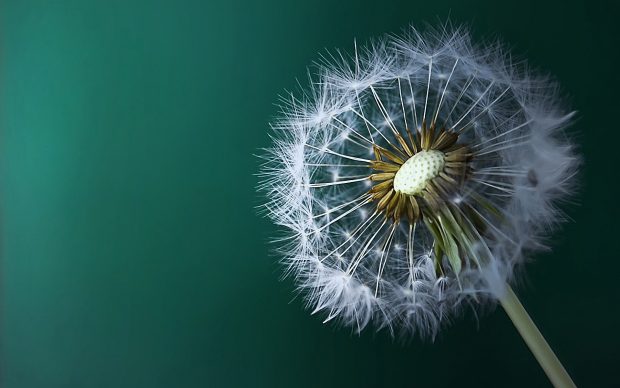 HD Dandelion Background.