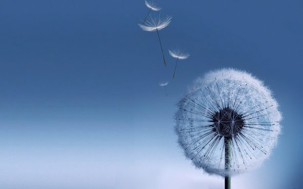 HD Dandelion Wallpaper.