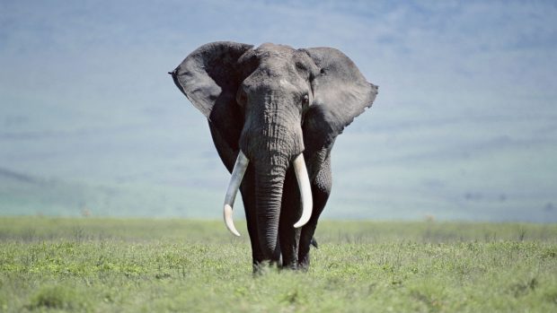 HD Elephant Desktop Images.