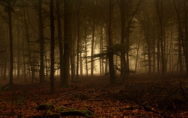 HD Foggy Forest Backgrounds Download.