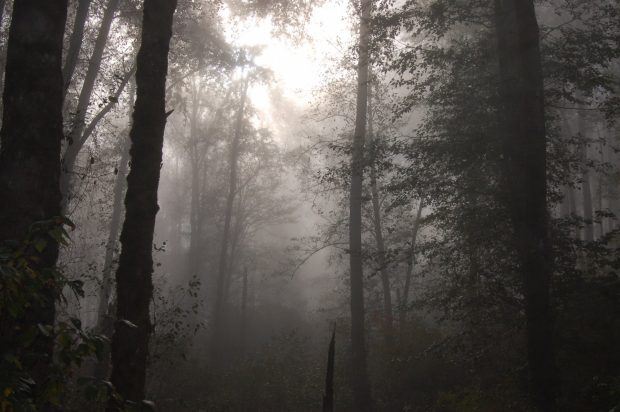 HD Foggy Forest Photos.