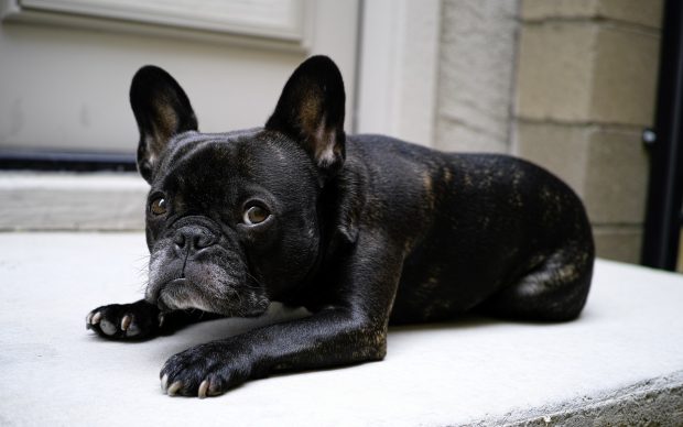 HD Free French Bulldog Images.