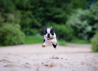 HD French Bulldog Backgrounds.