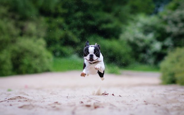 HD French Bulldog Backgrounds.