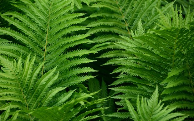 HD fern wallpaper.