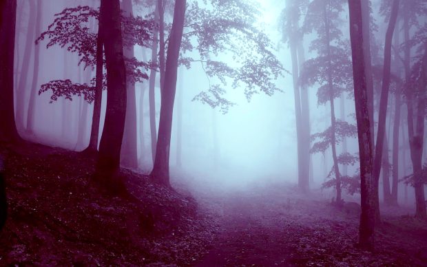 HD foggy forest background.