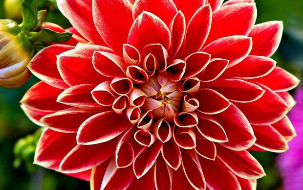 High Quality Dahlia Gallery 1920x1080.