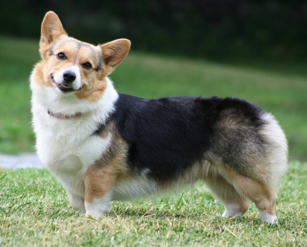 Image of Corgi.