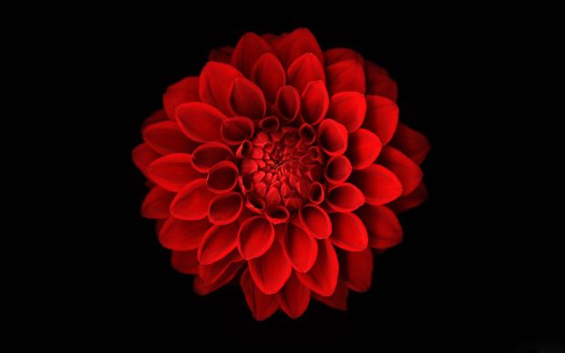 Image of Dahlia.