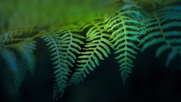 Images Fern Desktop.