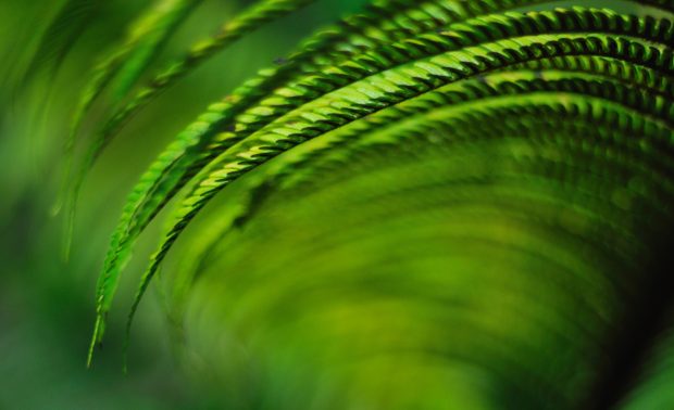 Kauai fern wallpaper 1920x1200.