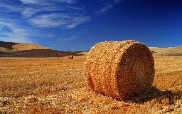 Landscapes nature fields hay farming agriculture wallpaper.