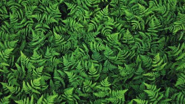 Leafy green ferns images.