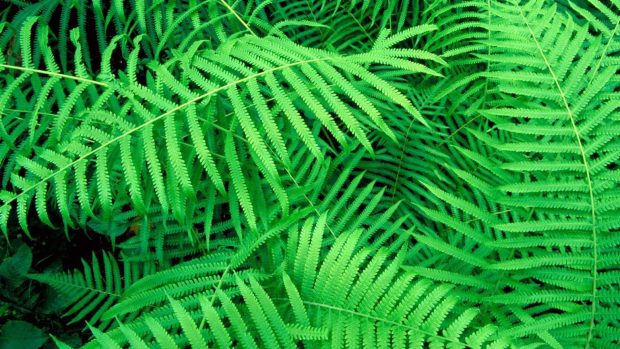 Leaves green plant fern photos 1920x1080.