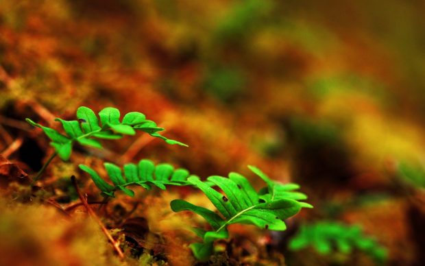 Leaves stems fern macro sprouts ground 1920x1200.