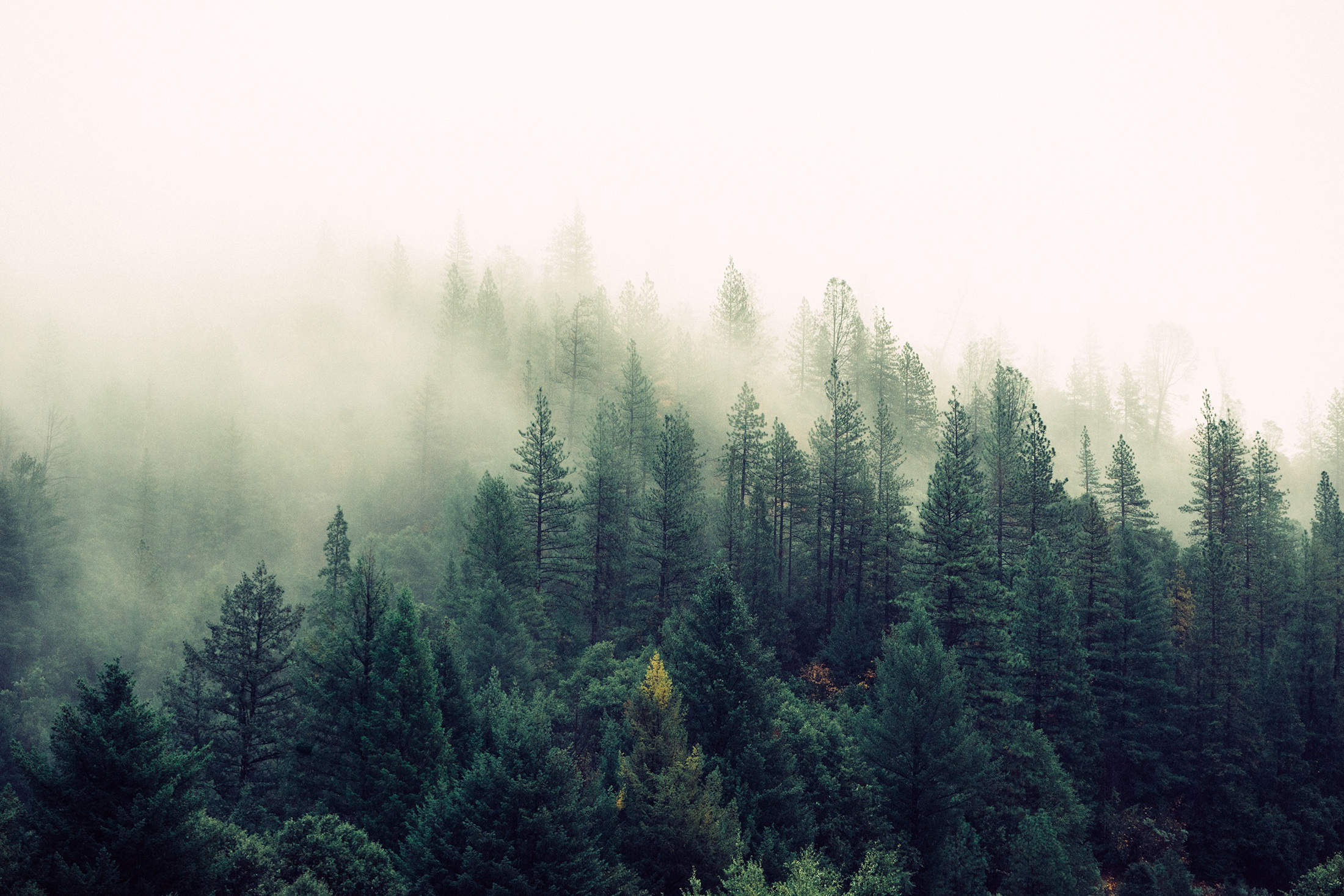 туманный лес бесплатно