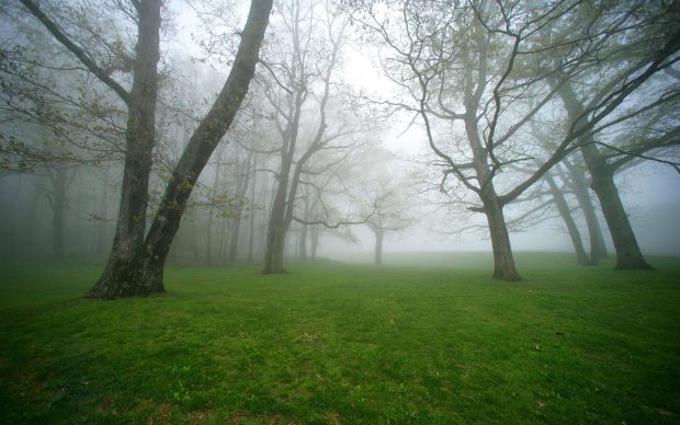 Nature Green Foggy Forest Wallpaper.