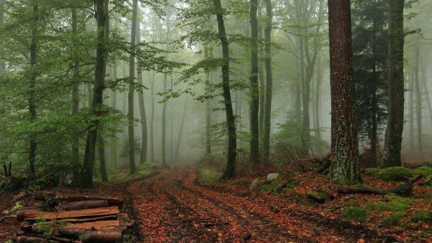 Nature Images Foggy Forest.