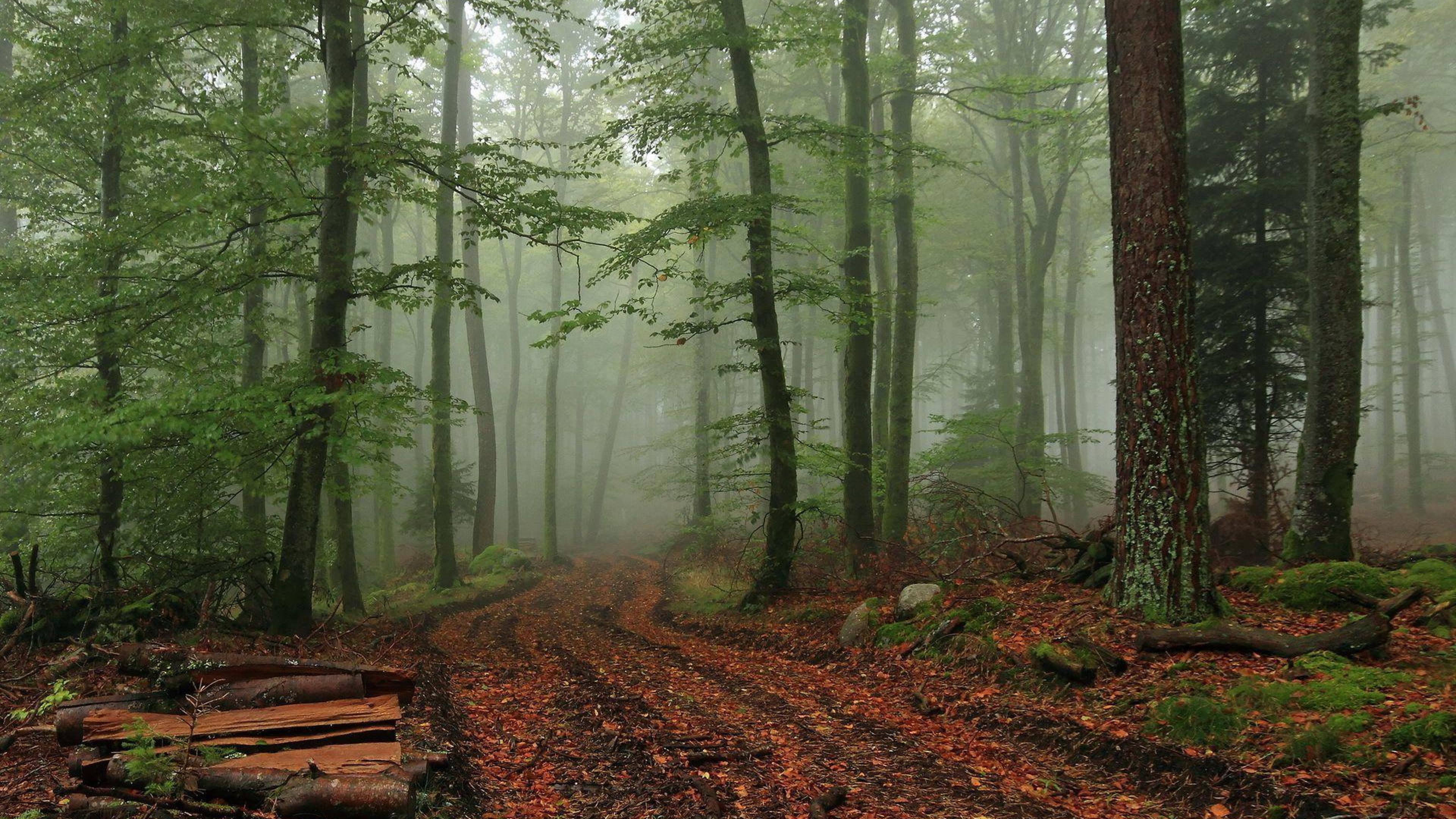 Foggy Forest Wallpapers Hd Pixelstalk Net