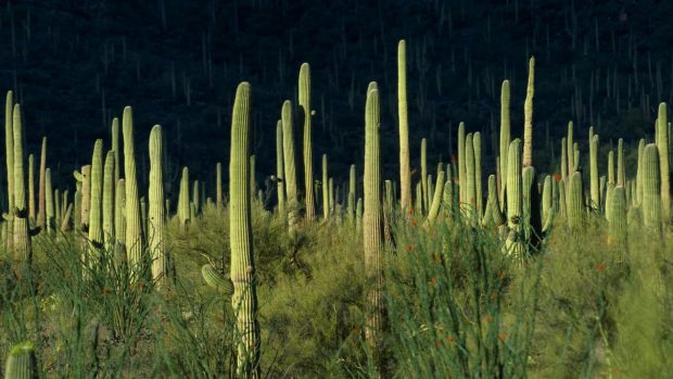 Photo of Cactus.