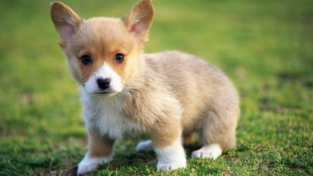 Photo of Corgi.