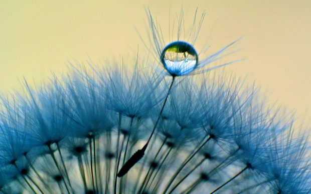 Photo of Dandelion.