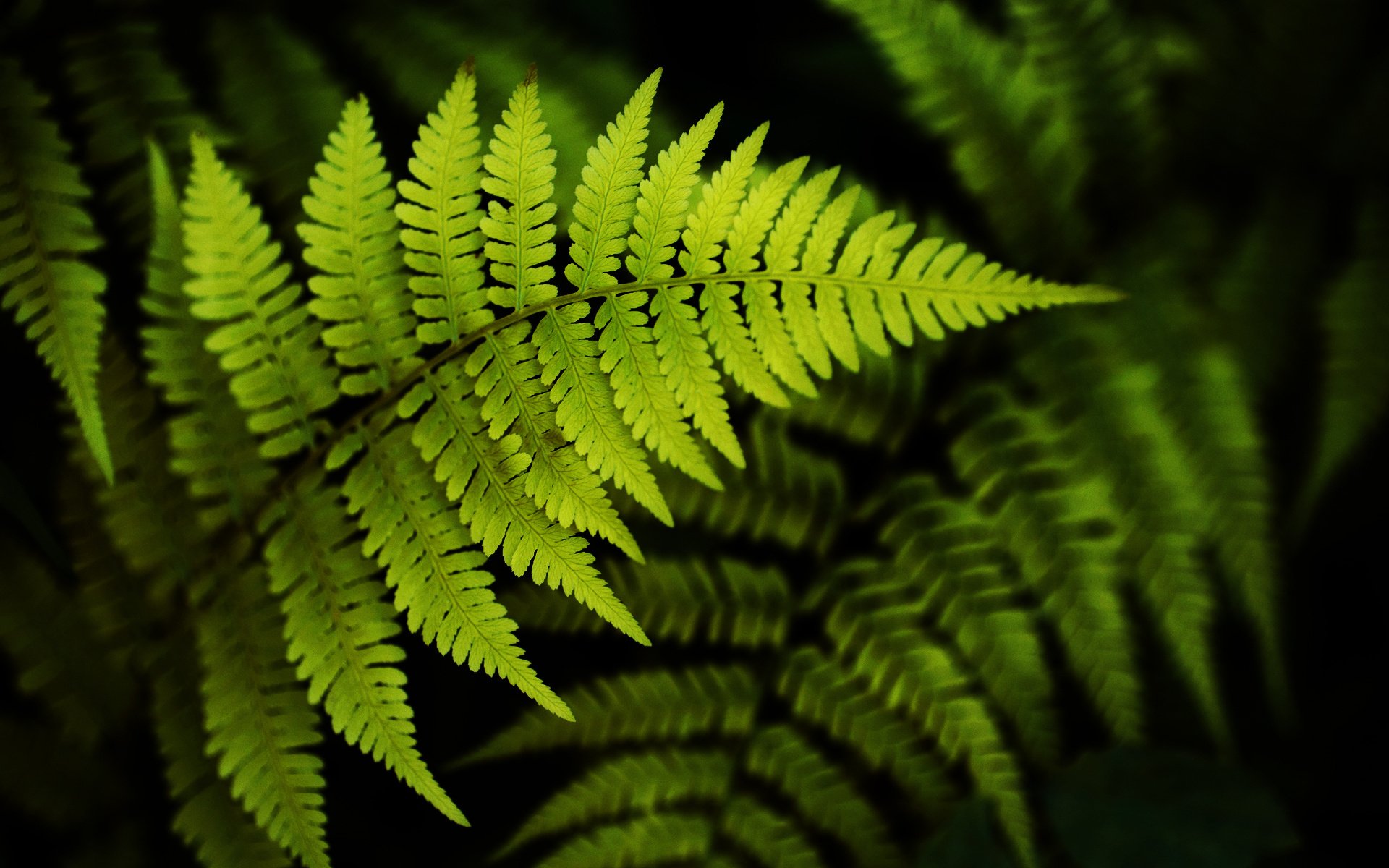 Fern Backgrounds Free Download - PixelsTalk.Net