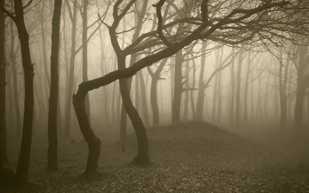 Photos Foggy Forest HD.