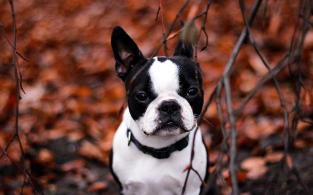 Photos French Bulldog.