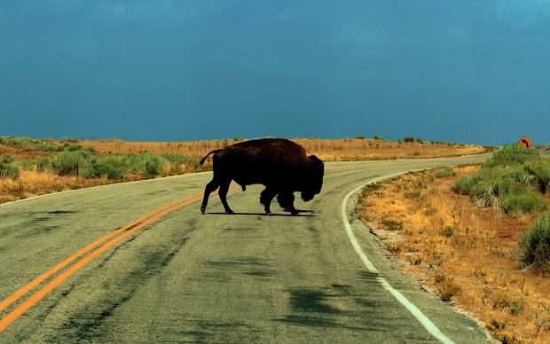 Picture of Buffalo.