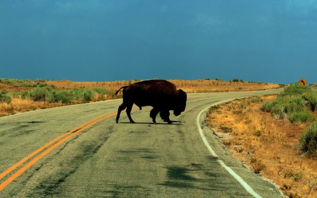 Picture of Buffalo.