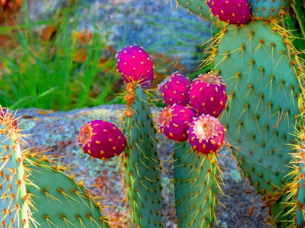 Picture of Cactus.