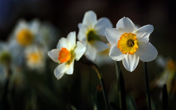 Picture of Daffodil.