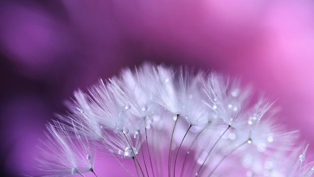 Purple Dandelion Background.