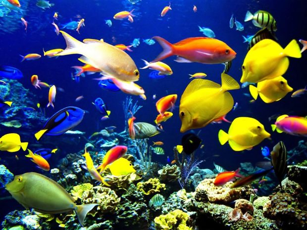 Radiant 3d desktop fish tank wallpaper.
