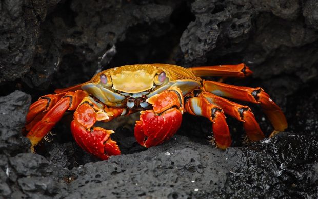 Red Crab Background.