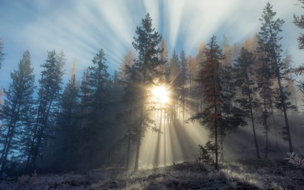 Sun light piercing through the foggy forest images 2880x1800.