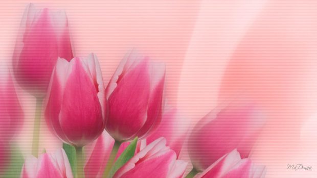 Tulips pink 1080P wallpaper.