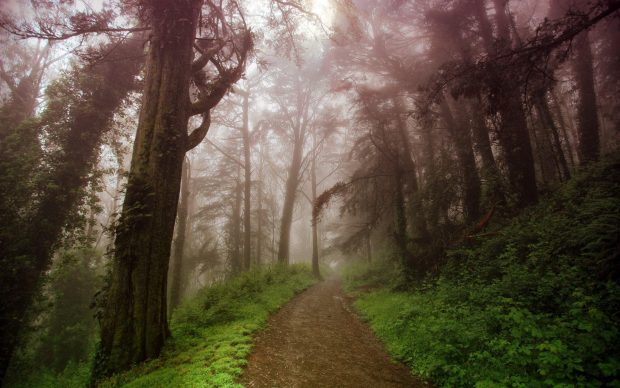 Wallpapers path in the foggy forest.