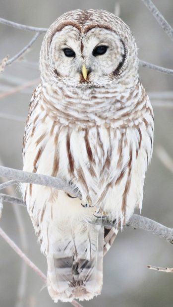 White Cute Owl Wallpaper for Android.