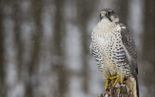 backgrounds Falcon HD.