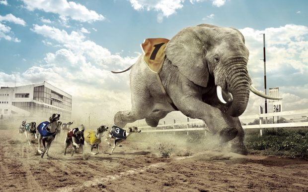 elephant desktop wallpaper.