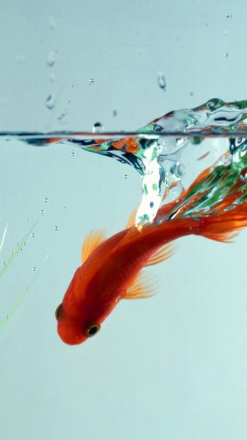 iPhone 7 Fish HD Wallpaper.