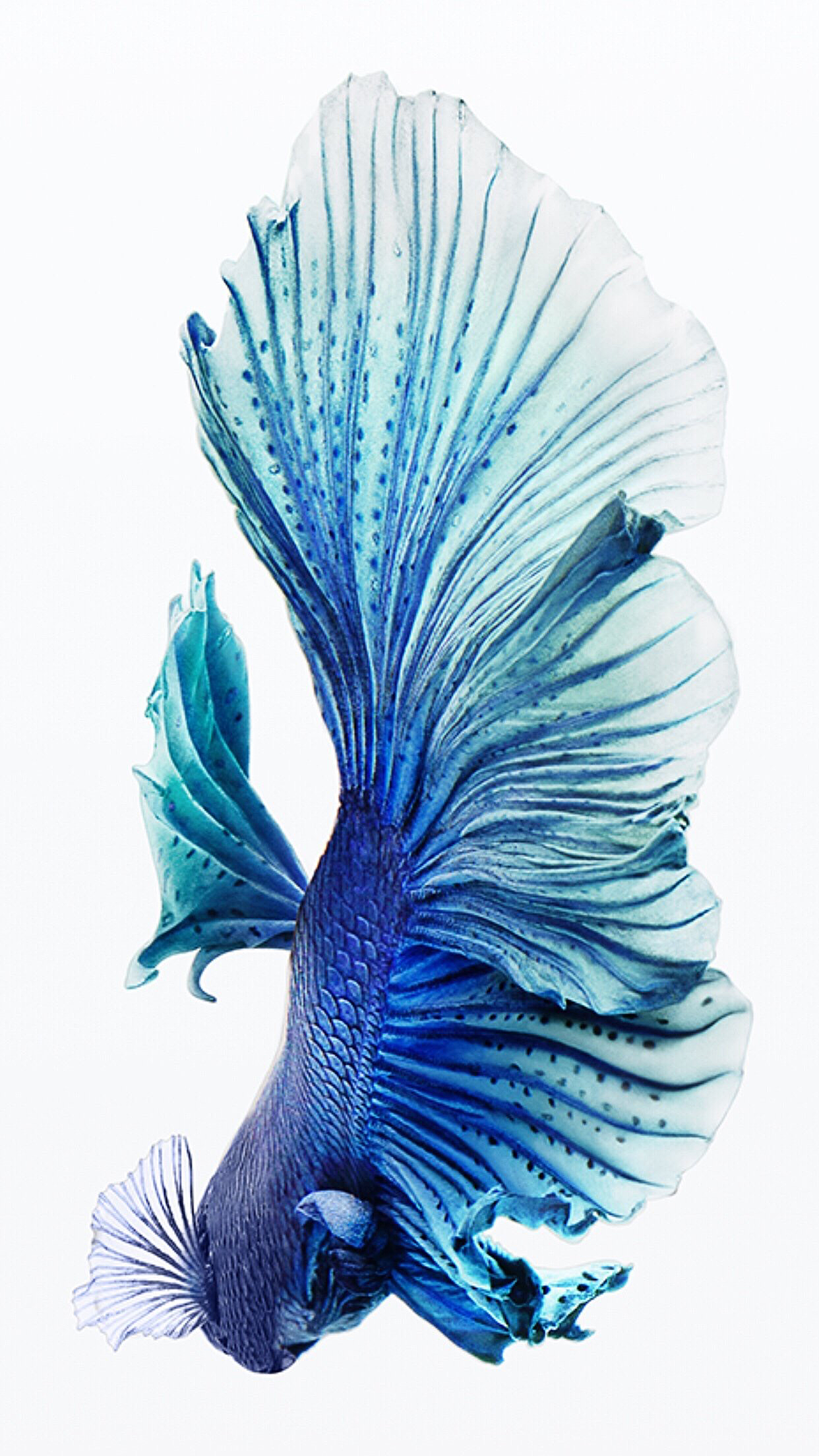 Blue betta in 2021 Betta fish Dragon fish Siamese fighting fish HD phone  wallpaper  Pxfuel