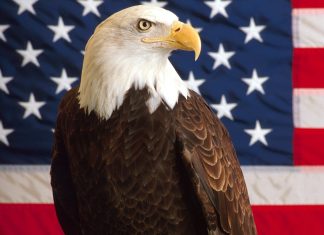 American Eagle Desktop Background.